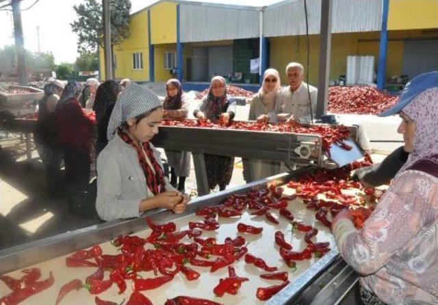 İnegöllü Kadınların, Hollanda'ya Acı Biber Salçası Mesaisi