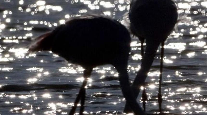 Flamingolar Bu Kez Erken Geldi