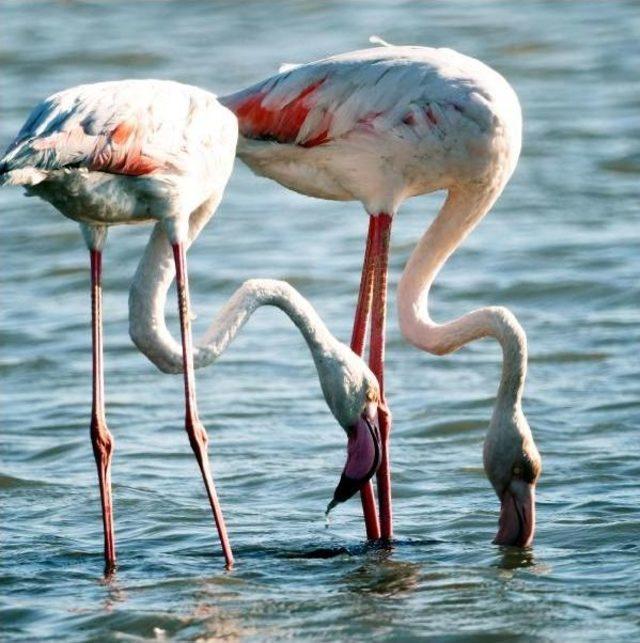 Flamingolar Bu Kez Erken Geldi