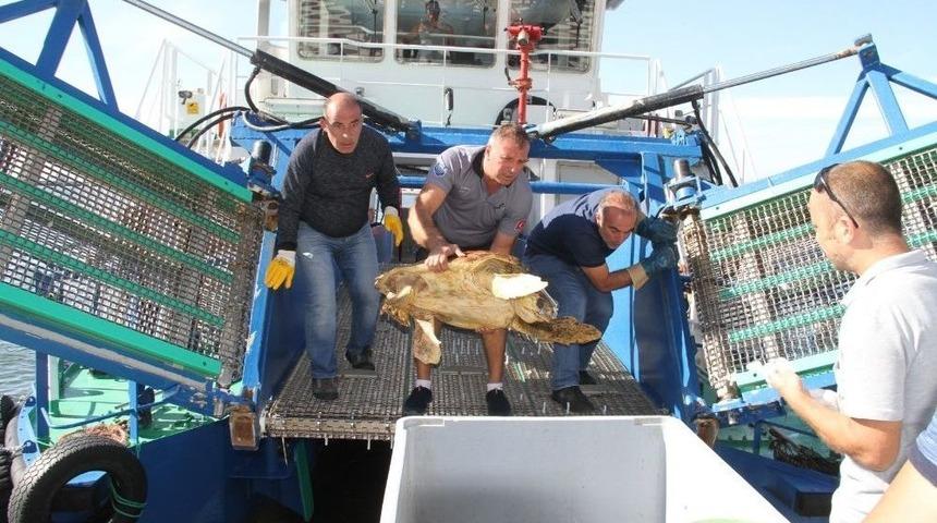 Oltaya Takılan Caretta Caretta Kurtarıldı