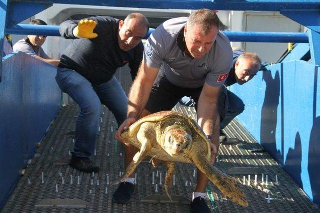 Oltaya Takılan Caretta Caretta Kurtarıldı