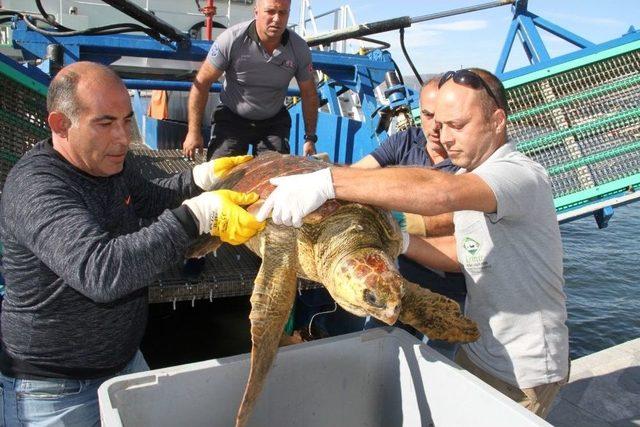 Oltaya Takılan Caretta Caretta Kurtarıldı