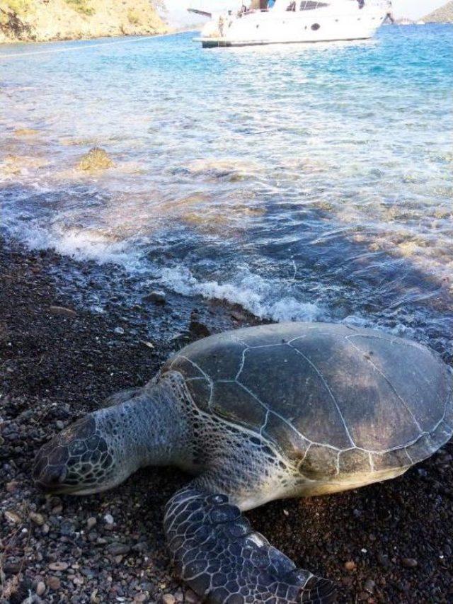 Caretta Caretta'ya Kadın Kaptan Yardımı