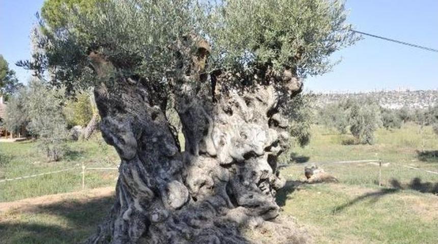 Otoyol Inşaatından Kurtarılan 800 Ve 1200 Yıllık Iki Ağa&ccedil;, Zeytin Verdi