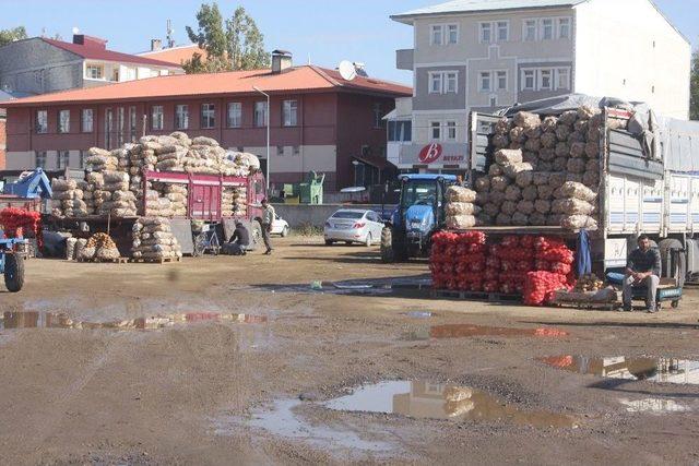 Ahlat Patatesi Ağrı Tezgahlarında 2