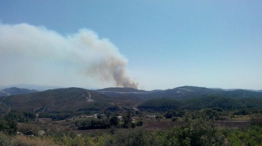 Suriye Sınırında Orman Yangını