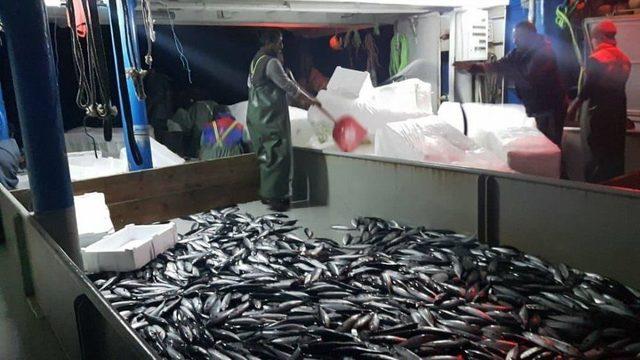 Karadeniz’de Palamut Ve İstavrit Bereketi