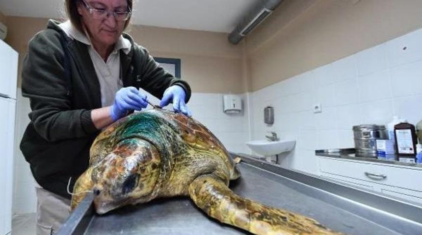 Oltaya Takılan Caretta Caretta Kurtarıldı