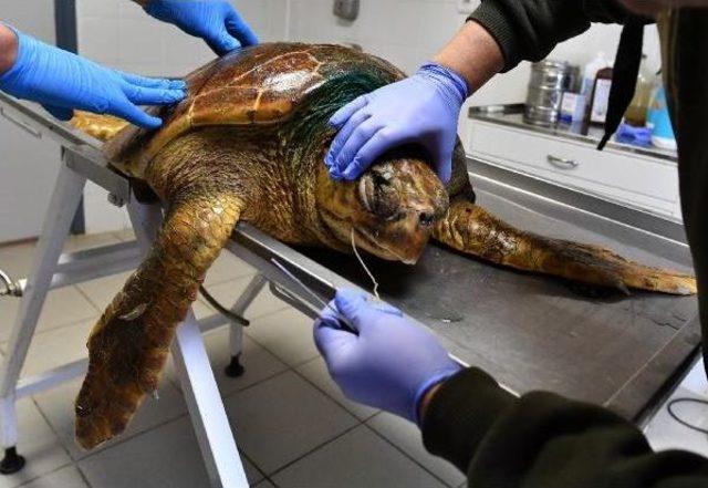 Oltaya Takılan Caretta Caretta Kurtarıldı