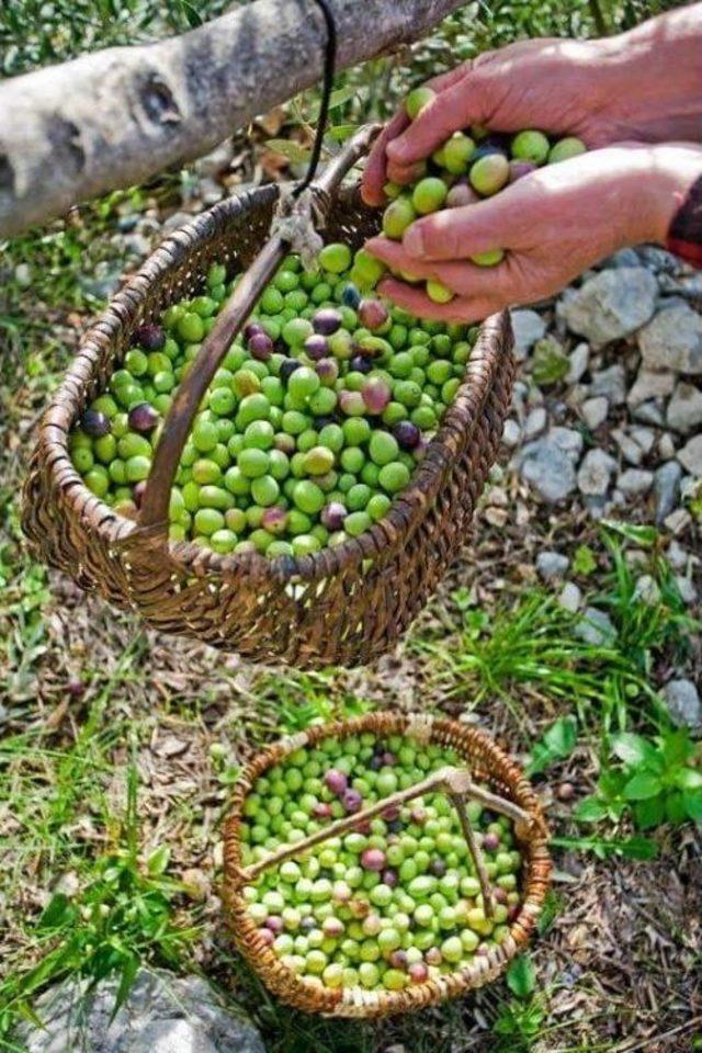 Başbakandan Zeytin Primine Yeşil Işık