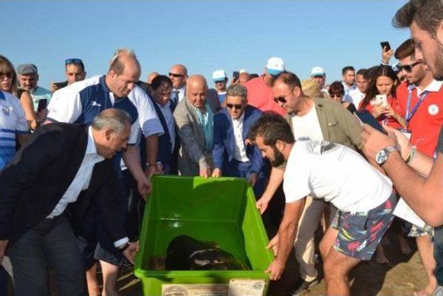 Caretta Caretta 7 Ay Sonra Denizle Buluştu