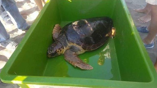 Caretta Caretta 7 Ay Sonra Denizle Buluştu