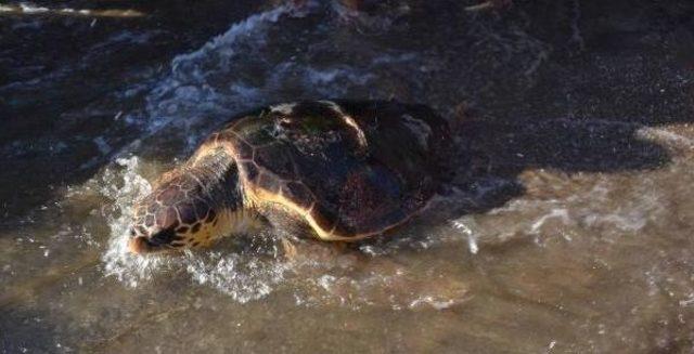 Caretta Caretta 7 Ay Sonra Denizle Buluştu