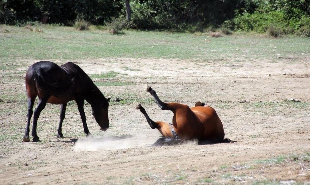Yılkı Atları G&uuml;neşli Havanın Tadını &Ccedil;ıkardı