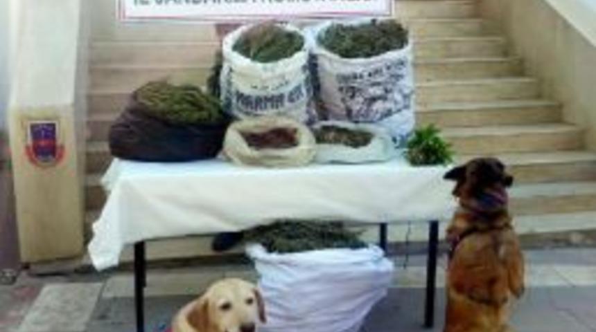 Şanlıurfa'da 827 Kilo Esrar Ele Ge&ccedil;ti