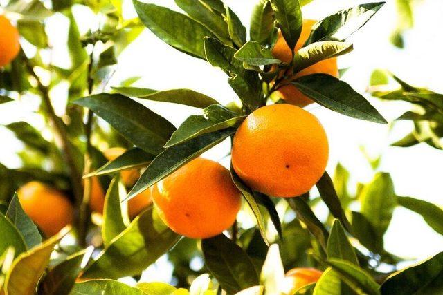 Satsuma Mandalina İhracat Yolcusu