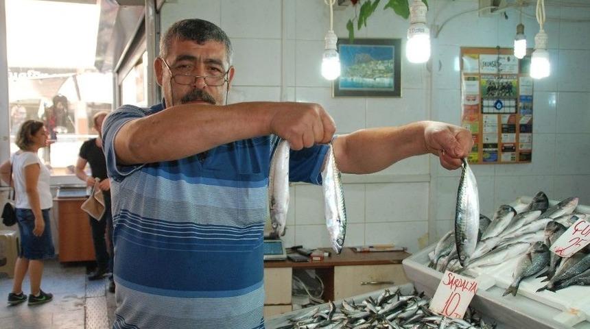 Hem Vatandaş Hem De Esnaf Uskumrunun Fiyatından Dertli