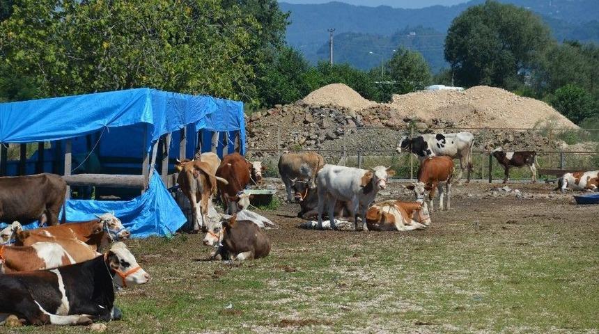 Kurbanlıklar Fındığa Takıldı