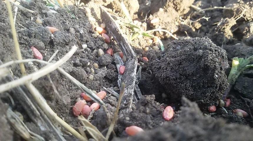 Buğday Toprağa Kavuştu