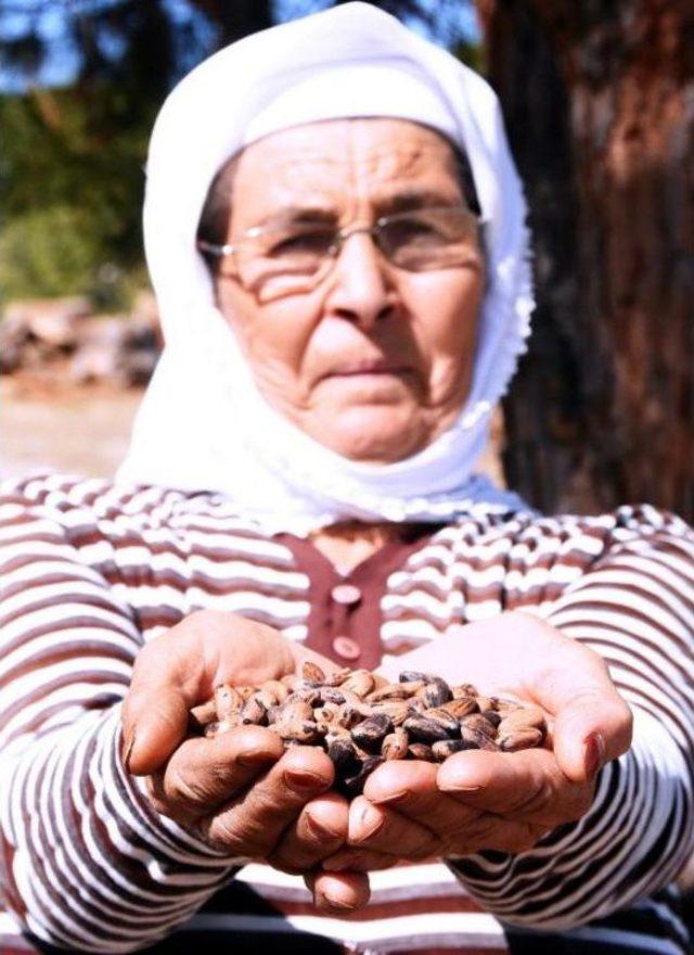 Köylüler, Fıstık Çamları Için Yargıya Başvurdu