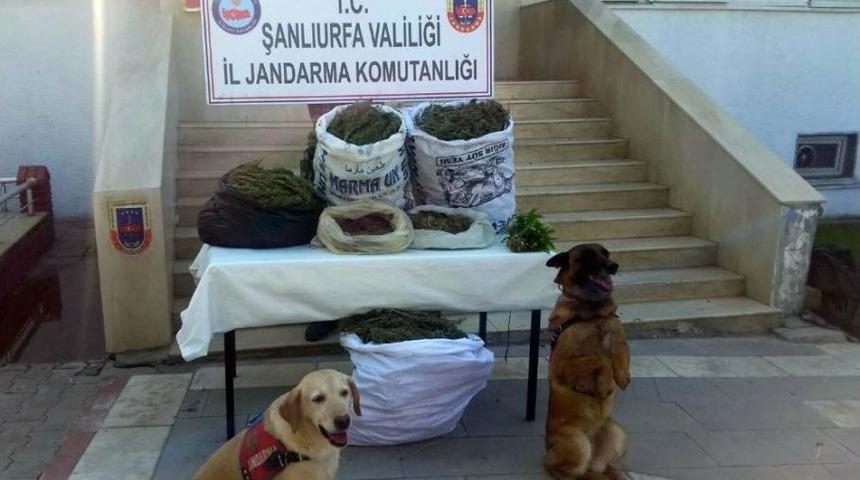 Şanlıurfa&rsquo;da Esrar Operasyonu