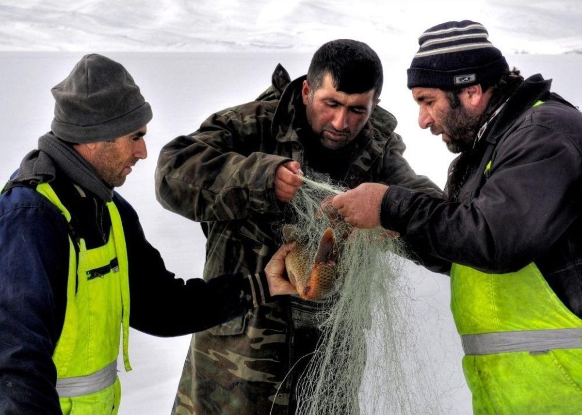 &Ccedil;ıldır G&ouml;l&uuml;&rsquo;n&uuml;n Simgesi Sarı Sazanlar, &lsquo;sessiz Sedasız&rsquo; Yok Oluşun Eşiğinde
