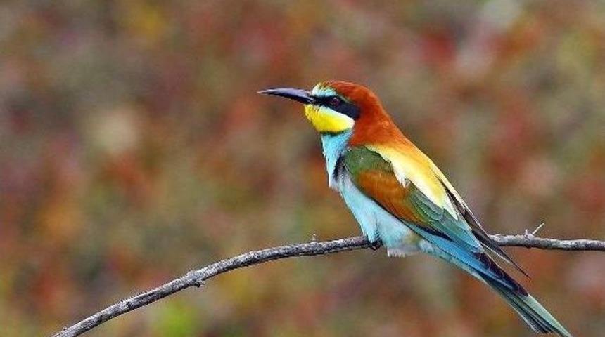 Arı Kuşlarını Avlayana Ceza