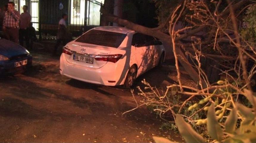 Seyir Halindeki Otomobilin &Uuml;zerine Ağa&ccedil; Devrildi