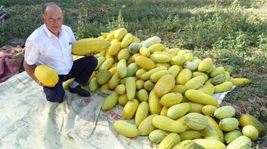 Hisarcık&rsquo;ta Yerli Organik Kavun Kapışılıyor