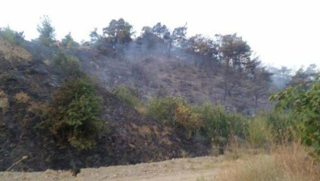 Manisa'da Orman Yangını