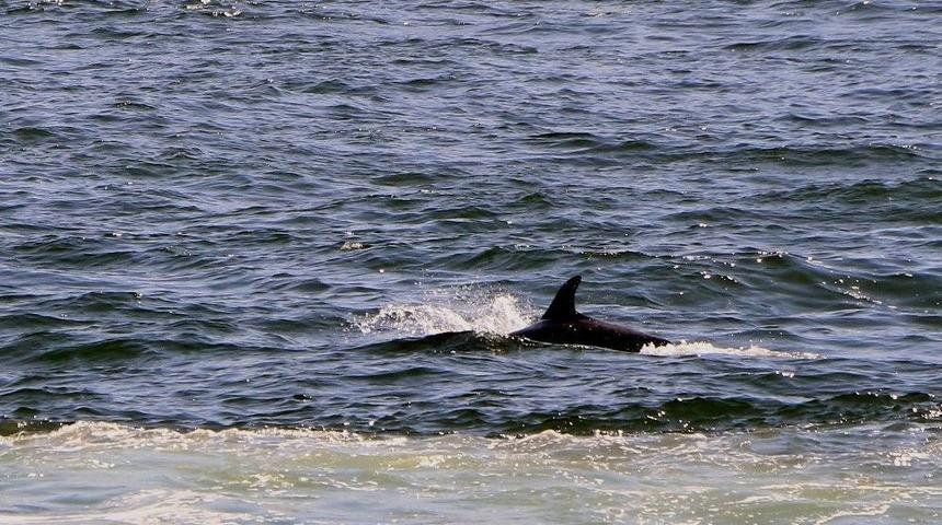 (&ouml;zel Haber) Yunusların Balık&ccedil;ı Teknesi İle Oyunu
