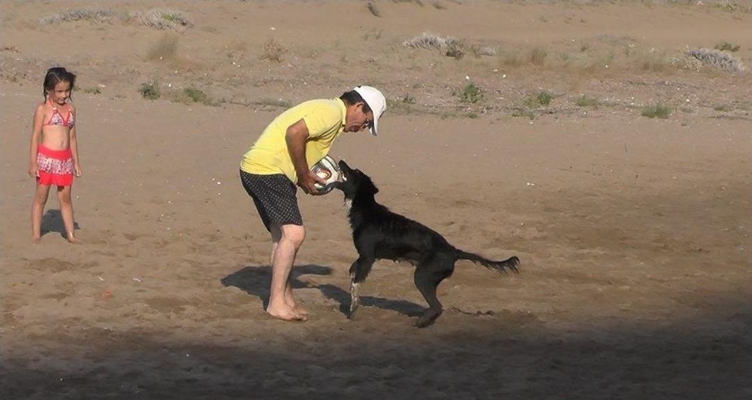 Zekası İle Dikkat &Ccedil;eken Sahipsiz K&ouml;pek Plajın Maskotu Oldu