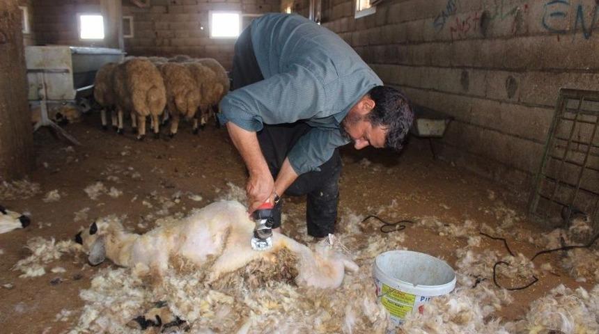 Kırkma Makasları Teknolojiye Yenik D&uuml;şt&uuml;