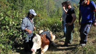 Ormanda Doğumdan Sonra Kalkamayan Ineğinin Başında 2 Gündür Nöbet Tutuyor