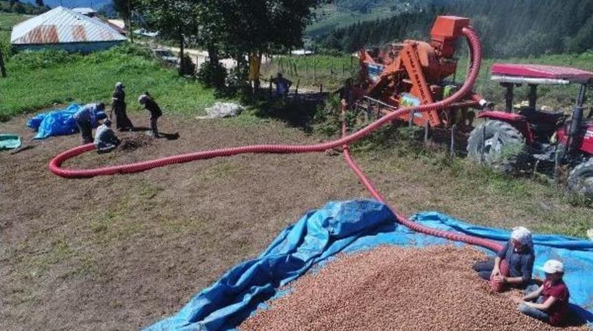 &Uuml;retici Fındığını 2 Bin Rakımlı Yaylalarda Kurutuyor