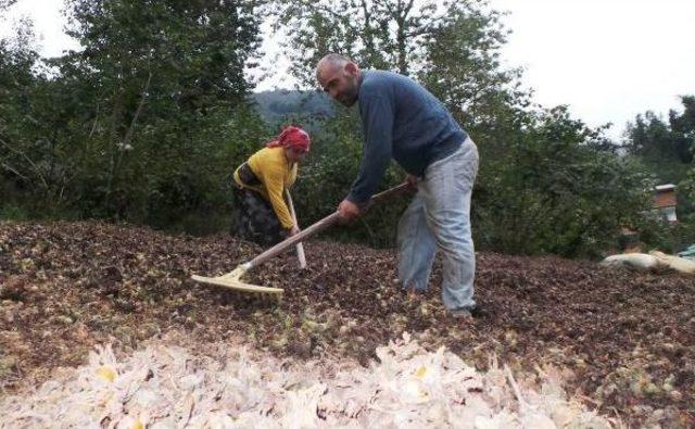 Üretici Fındığını 2 Bin Rakımlı Yaylalarda Kurutuyor