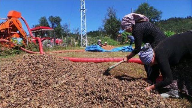 Üretici Fındığını 2 Bin Rakımlı Yaylalarda Kurutuyor