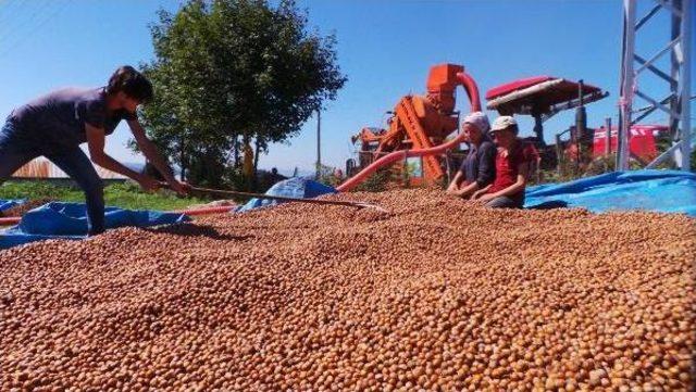 Üretici Fındığını 2 Bin Rakımlı Yaylalarda Kurutuyor