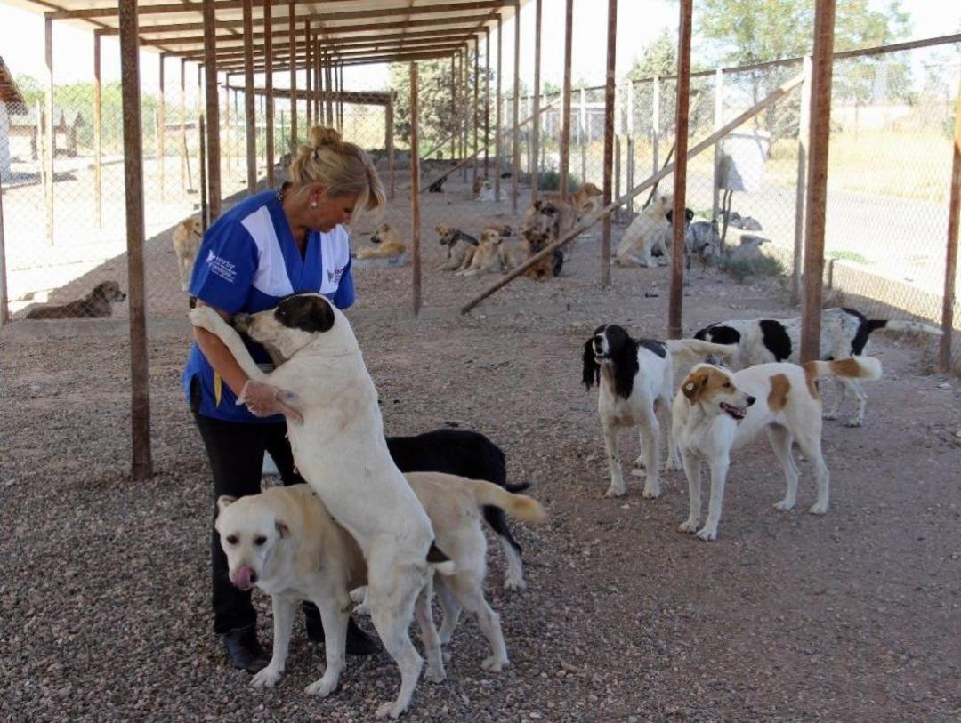 Pet Diye Alınıp, Pat Diye Atıldılar