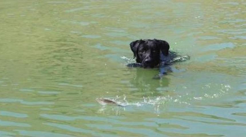 Balık&ccedil;ı '&ccedil;omar'