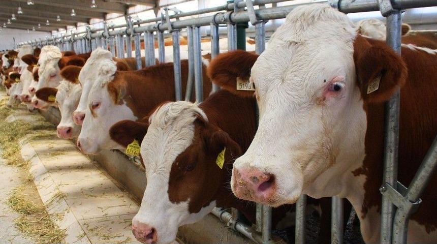 Erzurum&rsquo;da N&uuml;fusun Y&uuml;zde 52&rsquo;si Tarımda İstihdam Ediliyor