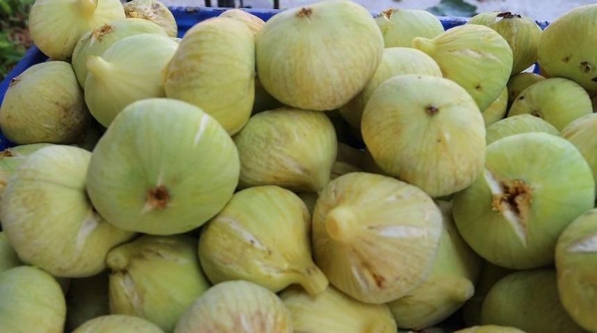 İncir &Uuml;reticisi Emeğinin Karşılığını Alıyor