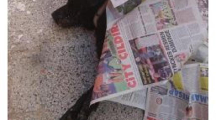 Zehirlenen Iki Sokak K&ouml;peği &Ouml;ld&uuml;