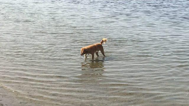 Bu Da Balıkçı Köpek