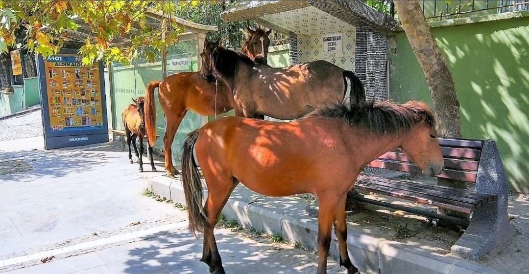 (&ouml;zel Haber) A&ccedil; Kalan Atlar Şehri Alt&uuml;st Etti