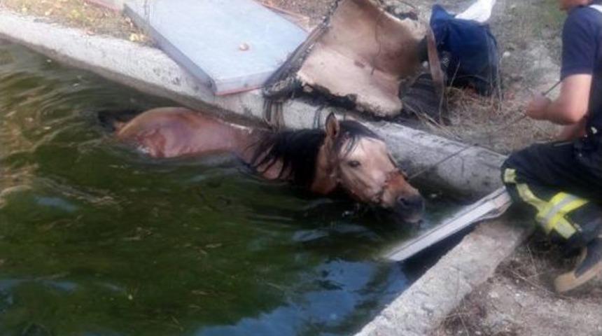 Havuza Düşen Atı İtfaiye İş Makinesiyle Kurtardı