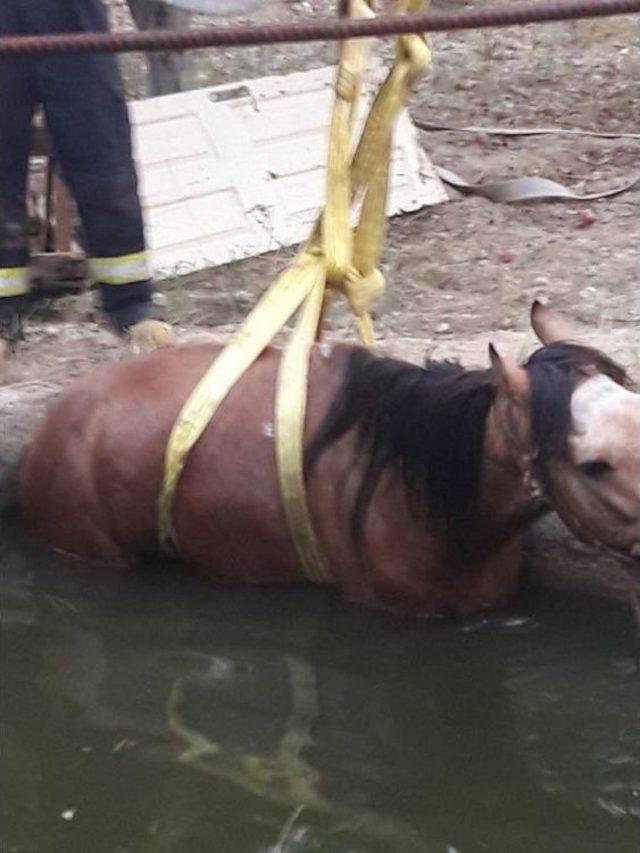 Havuza Düşen Atı İtfaiye İş Makinesiyle Kurtardı