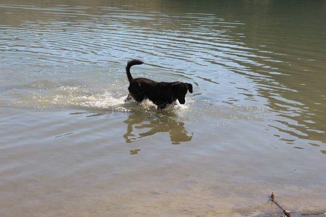 Balıkçı Köpek Sahibine Günlük İki Kilo Balık Yakalıyor