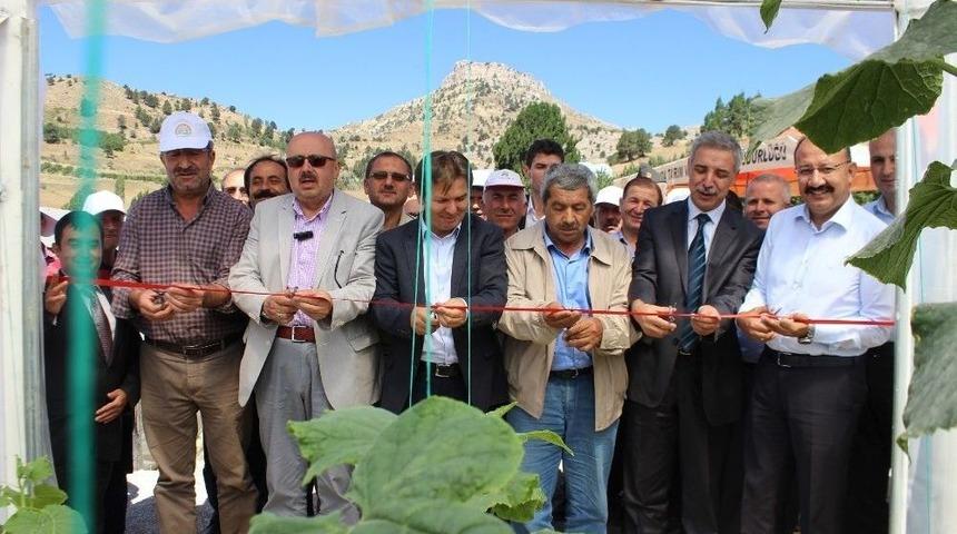 Sarıveliler&rsquo;de &ldquo;yaz Seracılığı&rdquo; Projesi