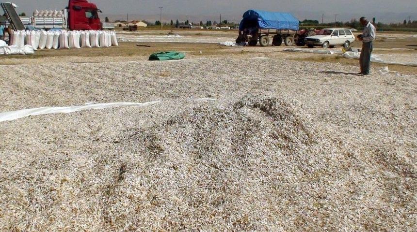 &Ccedil;erezlik Ay&ccedil;ekirdeği Hasadı Başladı